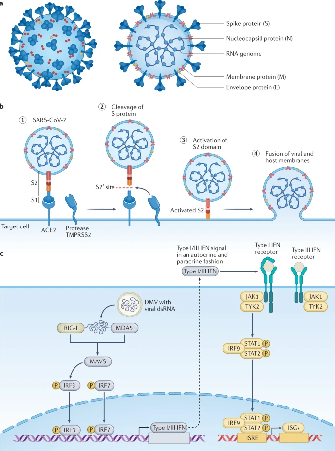 Influenza Co-Infection In COVID-19 Patients